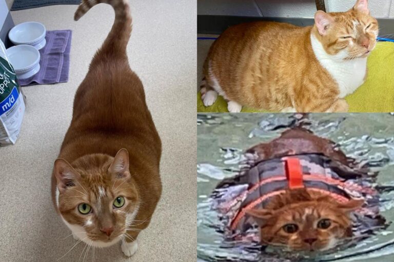 Meet Thicken Nugget: The Incredible Transformation of a 30-Pound Cat